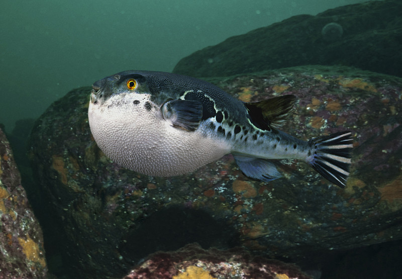 詩詞里的長江生物：蘇軾《惠崇春江晚景二首（其一）》